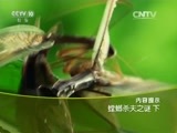 走近科学 《走近科学》 20151119 螳螂杀夫之谜（下）