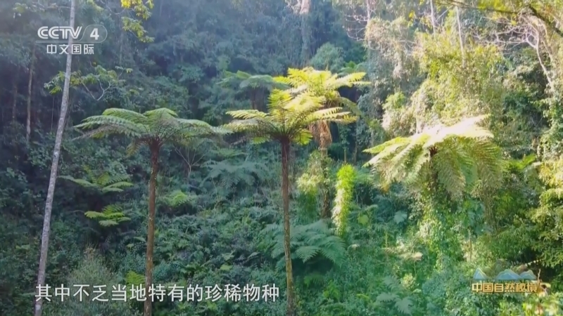 远方的家 《远方的家》 20250418 中国自然秘境 南滚河的自然故事