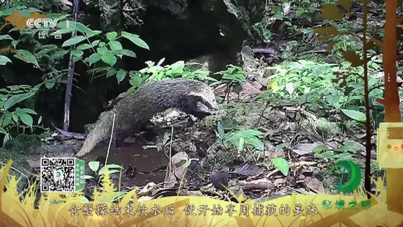 秘境之眼 《秘境之眼》 食蟹獴 20220309
