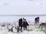 人与自然 《人与自然》 20160530 野狼之谷（上）