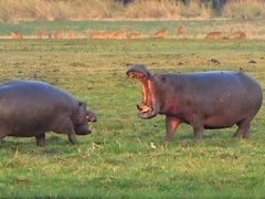 非洲致命动物 第七季（AFRICA'S DEADLIEST-07）第1集
