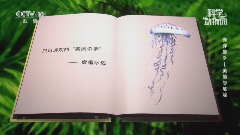 科学动物园 《科学动物园》 20260727 海洋猎手——美丽与危险