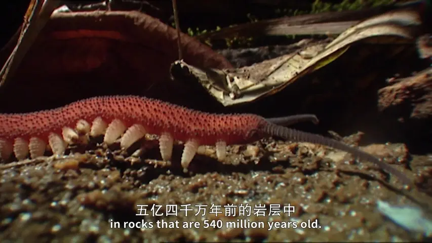 《林下生命》第1集