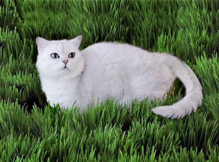 这才是种猫草的正确打开方式！