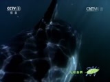人与自然 《人与自然》 20150412 自然发现：四大猎手（下）