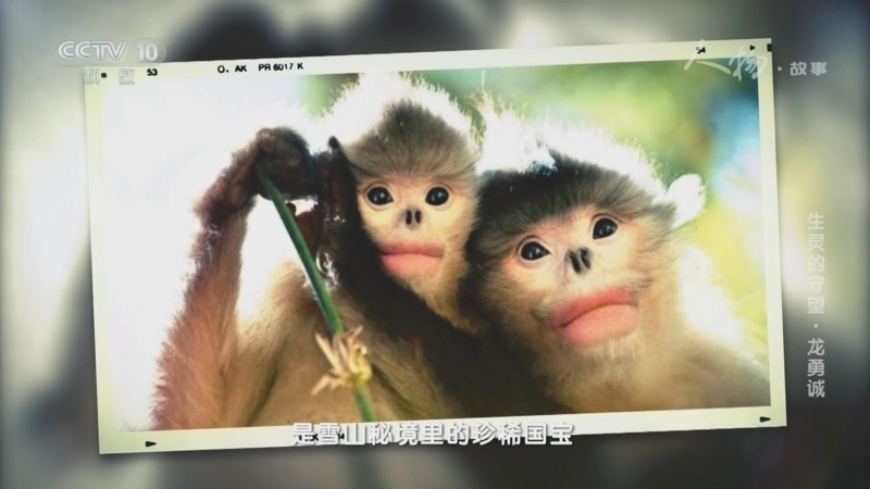 《人物·故事》 20251028 生灵的守望·龙勇诚