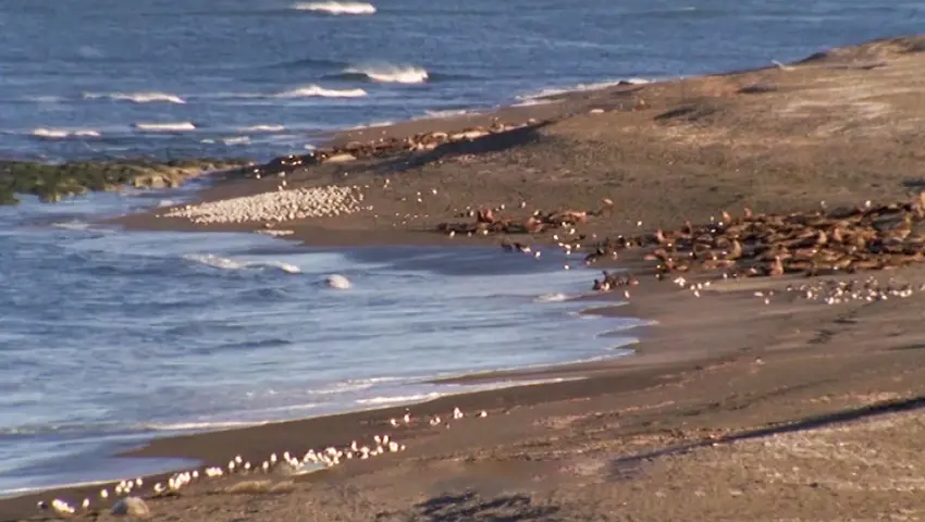 《蓝色星球》第8集