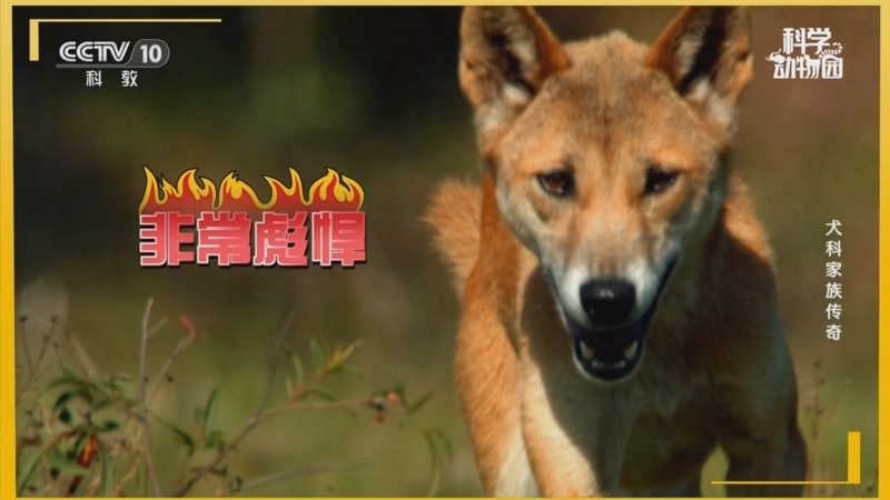 科学动物园 《科学动物园》 20260706 犬科家族传奇