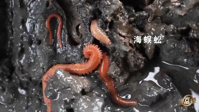 《致富经》 20210824 黑泥养虫子 大网罩财富