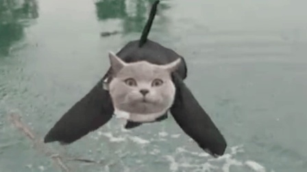 猫男AaronsAnimals 第一季 猫咪成精了 化身鲸鱼飞跃头顶 26