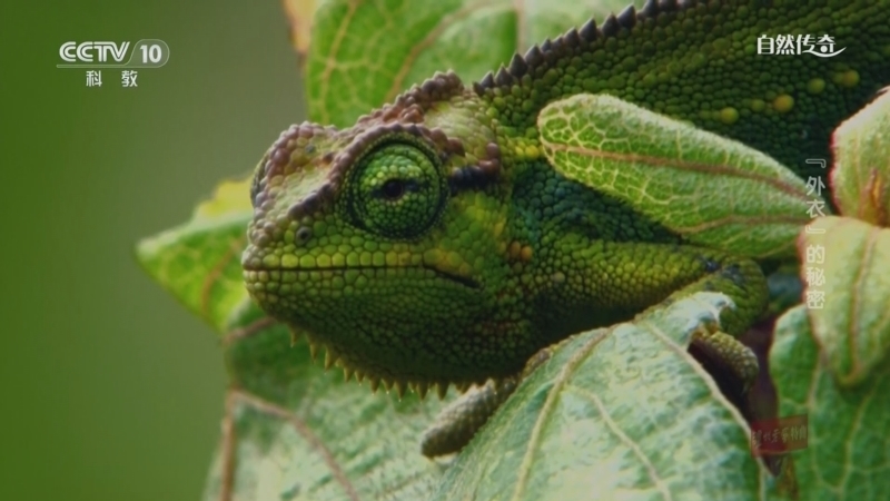 《自然传奇》 20260215 “外衣”的秘密