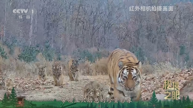 秘境之眼 《秘境之眼》 虎 20260312