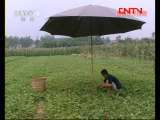 县域经济报道 《县域经济报道》 20110816