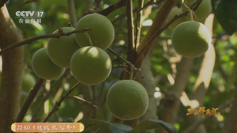 三农群英汇 《三农群英汇》 20260403 岭南本草富山间——化橘红里的共富情