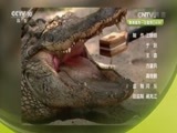 自然传奇 《自然传奇》 20170505 巨齿钢牙