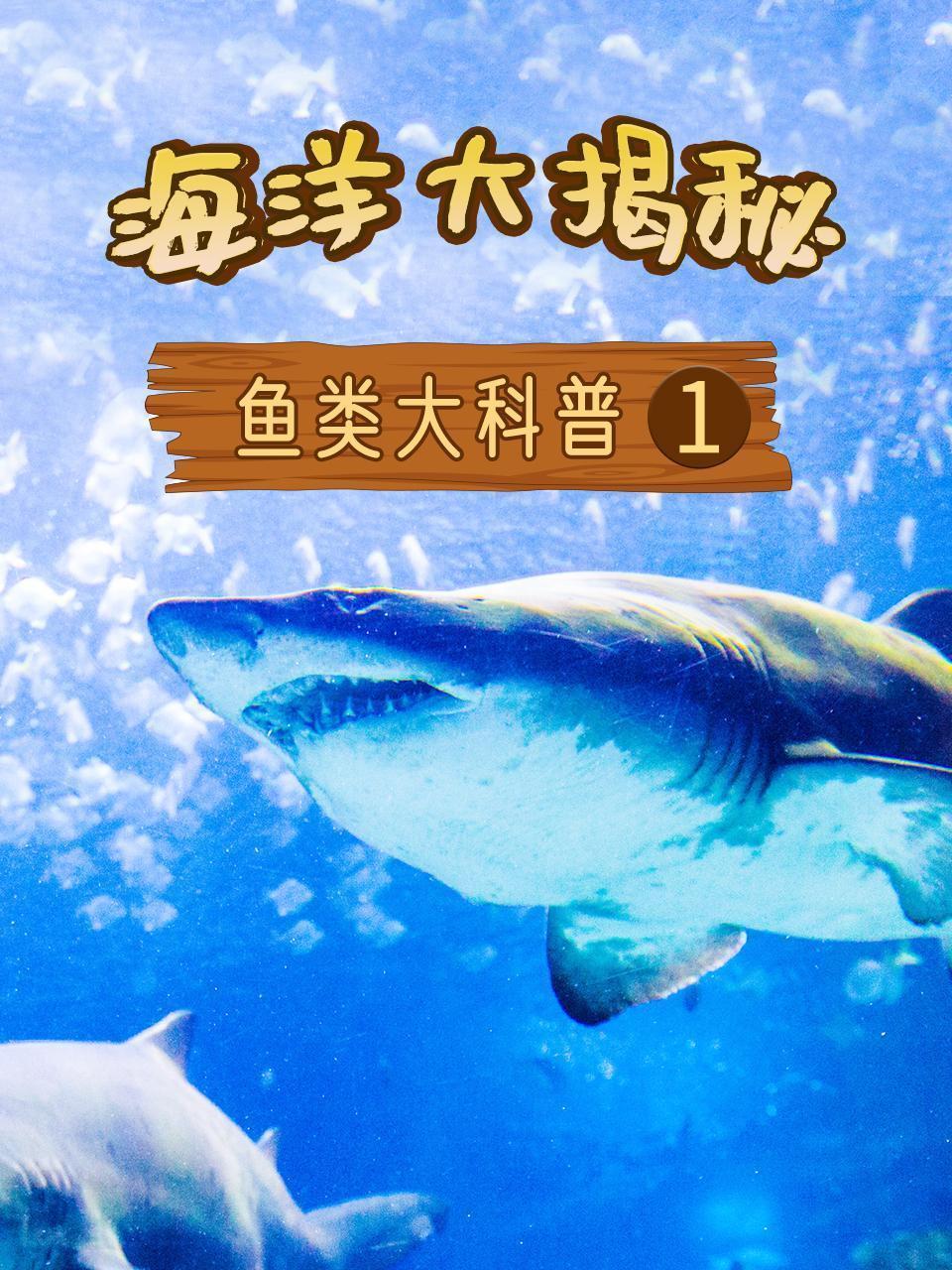 海洋大揭秘之鱼类大科普1