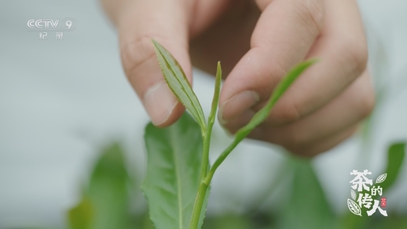 《茶的传人》 第1集 溪边 铁观音茶