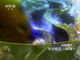 走近科学 《走近科学》 20160331 科学鉴宝—砗磲