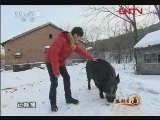 生财有道 《生财有道》 20120221 长白山下野猪欢