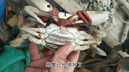 南澳岛赶海日记 彪哥出海用网抓螃蟹，抓上来各式品种螃蟹又肥又大，好几种没见过