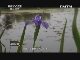 小区大事 《小区大事》 20130713 谁是我的新郎