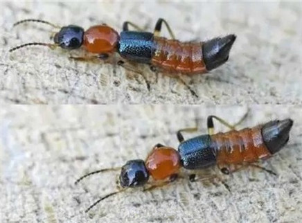 新闻大求真 毒隐翅虫会导致皮肤溃烂吗？