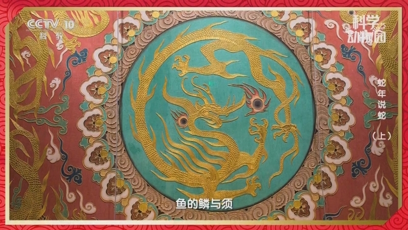 科学动物园 《科学动物园》 20250128 蛇年说蛇（上）