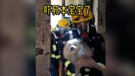 @所有人 萨摩耶独自在家住宅起火躲阳台，获救援时表情亮了