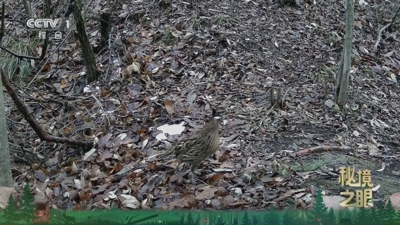 《秘境之眼》 勺鸡 20260315