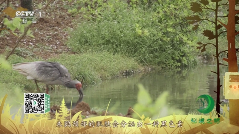 《秘境之眼》 朱鹮/大鲵 20210426