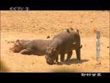 动物世界 动物世界 2010年 第99期