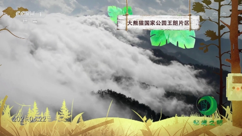 《秘境之眼》 毛冠鹿 20211226
