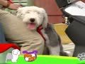狗狗日记 第144天 骑车车