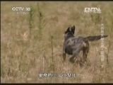 地理中国 大自然未解之谜·吸血怪 下《地理中国》 20130301