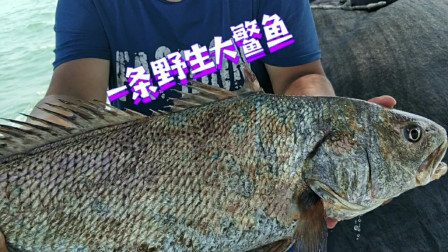 南澳岛赶海日记 出海捕鱼，捕到一条野生大鳘鱼，全船人尖叫起来，鱼胶比鱼还贵