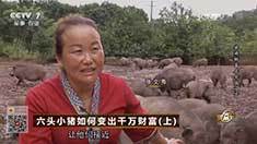 致富经 [致富经]六头小猪如何变出千万财富（上） 20160927