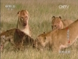 动物世界 《动物世界》 20160221 超级猎手（七）