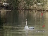 动物世界 《动物世界》 20170629 动物的奥利匹克