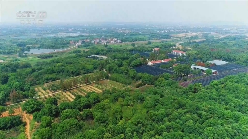 《三农群英汇》 20260406 一颗甜柿富万家