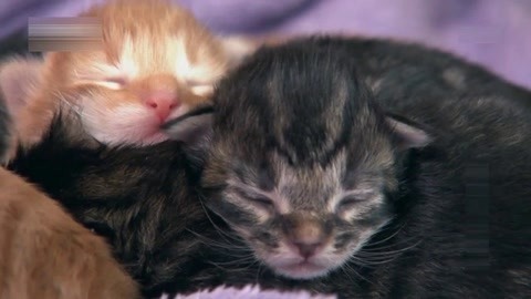 萌宠养成计划 缅因猫宝宝