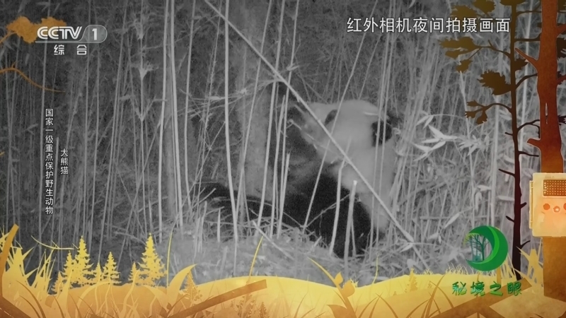 秘境之眼 《秘境之眼》 大熊猫/黑熊/豪猪 20231014
