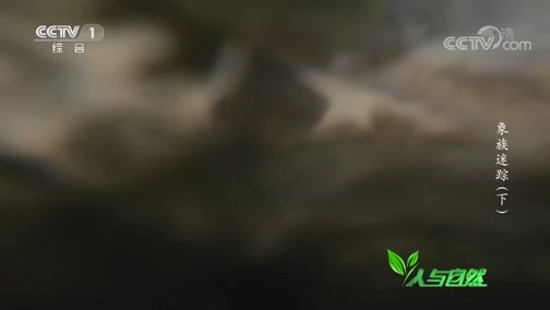 人与自然 《人与自然》 20190105 象族迷踪（下）