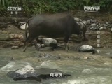 地理中国 《地理中国》 20151112 谷底怪泉（下）