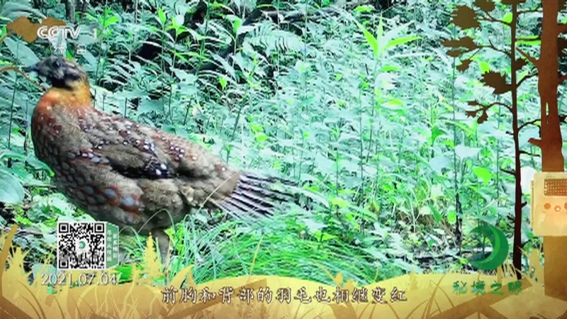 秘境之眼 《秘境之眼》 红腹角雉 20220531