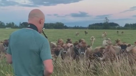 美国男子吹萨克斯 竟引牛群抢位