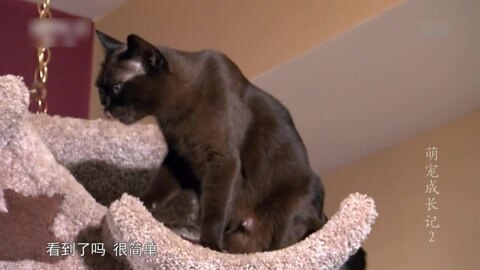 萌宠养成计划 猫宝宝的大玩具