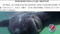 吐槽运动 挪威老人钓起565公斤鲨鱼 NBA榜眼秀改打自由搏击