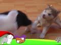 狗狗日记 第34天 你要去哪里
