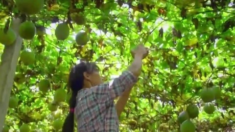 与梦想合拍 用心种好蔬果——乡村致富路