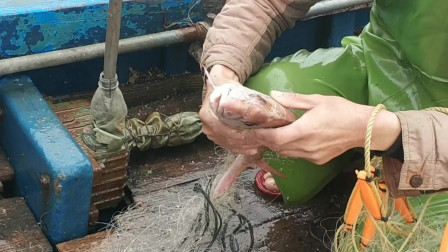 南澳岛赶海日记 彪哥出海捕鱼，这次捕获的鱼又大又值钱连古董都有，这下高兴极了